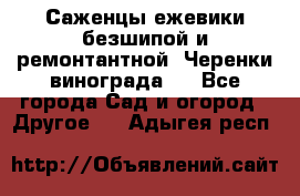 Саженцы ежевики безшипой и ремонтантной. Черенки винограда . - Все города Сад и огород » Другое   . Адыгея респ.